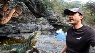 EXPLORING AUSTRALIAN BUSH IN SEARCH OF SNAKES - BROWN TREE SNAKE & WATER DRAGON