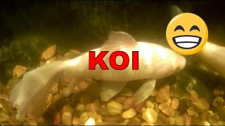 Koi