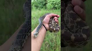 Cute little bull snake!🐍#snake #animals #outdoors #nature #wild #wildlife #nature #foryou #foryo