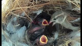 burung Pipit yang sangat unik