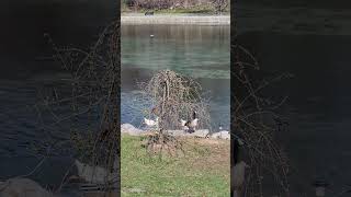 🦢"ELEGANCE AFLOAT: White Ducks Gliding on Tranquil Waters"🦢#naturephotography