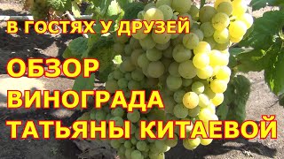 Виноград Татьяны Китаевой.  В гостях у друзей в Воронеже