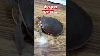 Tortoise in danger।।।