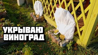 Укрываю виноград на зиму спонбондом и еловыми ветками