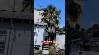 Proper Way To Trim Palm Trees / Live Trees | Before / After Palm Tree Trimming #gardening #garden