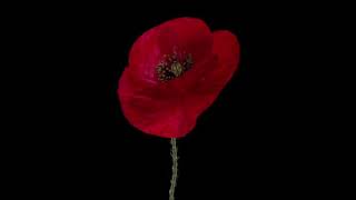 Remembrance Day - grace & hero’s not forgotten