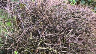 A Sparrowhawk raids the Hawthorn #1