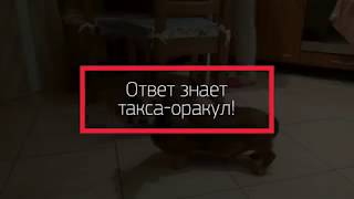 Кто победит в матче Россия - Хорватия? Шокирующее предсказание таксы-оракула!