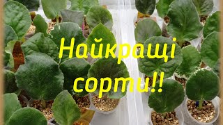 Найкращі сорти! Посадила черенки!