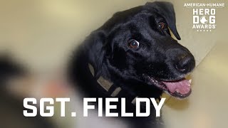 2018 Hero Dog Awards | Military Dog Category Winner – Sgt. Fieldy