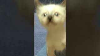 Siamese cute kitten meowing #shorts