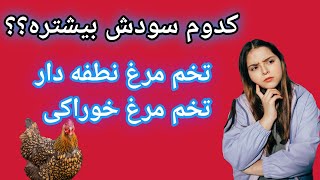 تخم مرغ محلی خوراکی یا تخم مرغ محلی نطفه دار , مرغ مادر بومی , تخم مرغ نطفه دار محلی , سود گله مادر