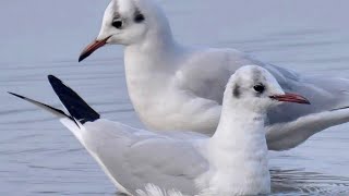 Gabbiano comune - Black-headed gull (Chroicocephalus ridibundus)