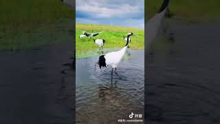 The world of red crowned cranes