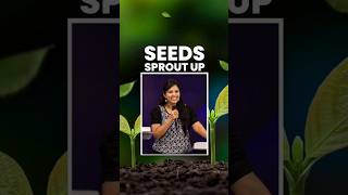 Seeds Sprout up !