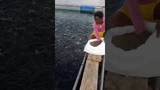 Feeding tilapia fish