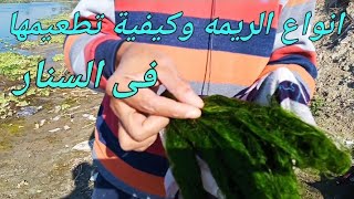 انواع الخضرة (الريمه) وكيفية التطعيم الصح للريم