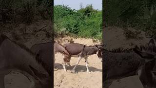 #youtubeshorts #animals #donkey #viralvideos #pets