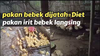 bila bebek makannya dijatah diatur | bebeknya diet