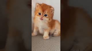 funny cat# animals# short# youtube short