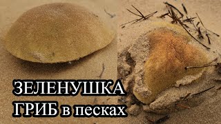 Сбор грибов зеленушка в сосновом лесу, на песках этой осенью