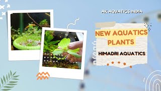 Aquatic Plants from Himadri Aquatics....Online