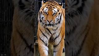 Interesting facts about Tigers 🐯 that  you will not believe are real😱|Amazing facts |crazy facts