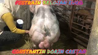 HELIOS - SEMEN PIGS - Monte artificiale Material seminal #PietrainBelgianEuRo #cretan