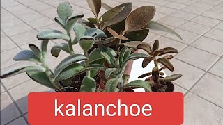 Каланхое. Kalanchoe.