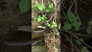 🐍 Rencontre inattendue les pieds dans l'eau... #shorts