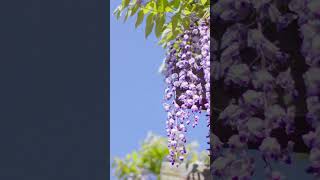 Wisteria in Kawachi Wisteria Garden, Fukuoka Japan #traveldestination