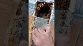 Laeviceps Stingless Bees #shorts #bee #honey