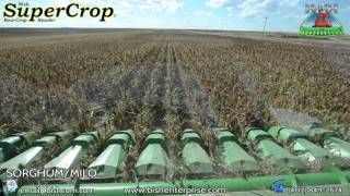 Bish Sorghum/Milo Harvest Long Video