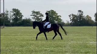 TALENTED YOUNG EVENTER WITH 60% BLOODLINES