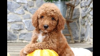 Mini Goldendoodle Puppies for Sale