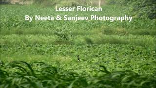 lesser florican