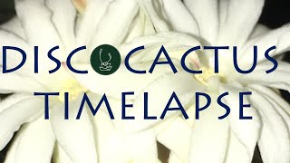 Nocturnal Flowers Opening | Discocactus | Cactus Timelapse