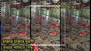 শত শত মুরগী ভে*সে মা*রা গেছে বন্যার পানিতে। বন্যা পরিস্থিতি অবনতি!!! মাছের ও মুরগীর খামার শেষ😥