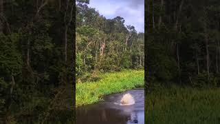 Monkeys fly into the river from the trees #animals #monkey #nature