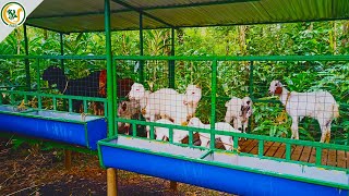 അവസാനം എനിക്കും ഒരു ആട്ടിൻകൂട്‌ കിട്ടി 🐐🤩