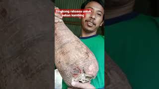 singkong raksasa untuk pakan kambing