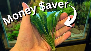 FREE plants? How to easily propagate Amazon sword and other aquatic plants!