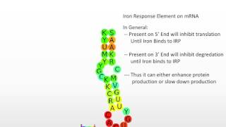 Iron Metabolism: Hemochromatosis