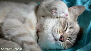 💜 Serenity Zen - Separation Anxiety Music - Happy Cat - 55:55 minutes 💜 #catmusic #catsleeping