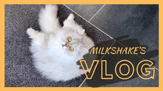 Pile Of Fluff | Milkshake The Cat Vlog #11