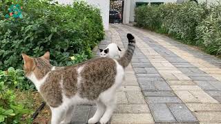 Cats Of My Yard - Follow the Life Of Cats - WAITING FOR A FOOD