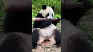 Panda Devouring bamboo shoots #shorts #animalshorts #panda #wildlife #animals #cuteanimals #eating