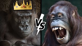 GORILLA VS ORANGUTAN | Who is the king of the Great Apes Family?