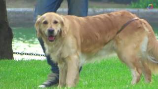 Beautiful Golden Retriever Dog