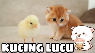 KUCING KUCING LUCU | KOMPILASI